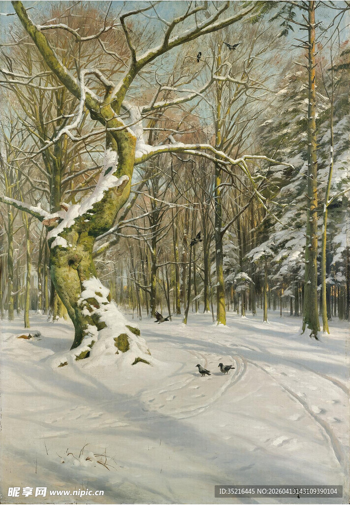冬日雪覆树林静谧景象