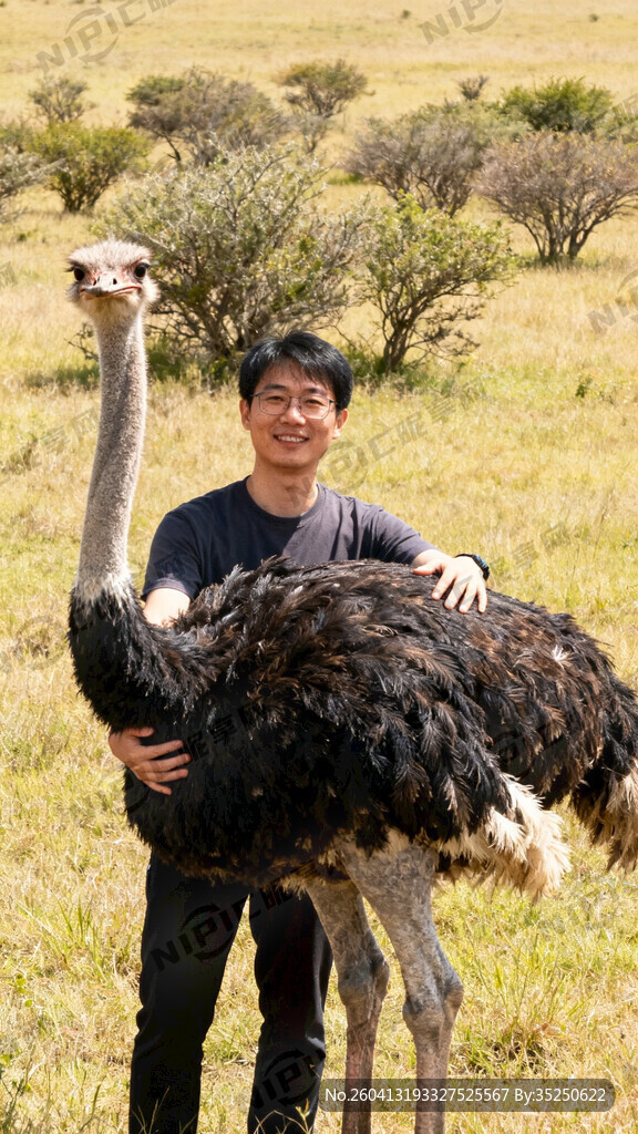 正面站着和鸵鸟互动拍照的图片