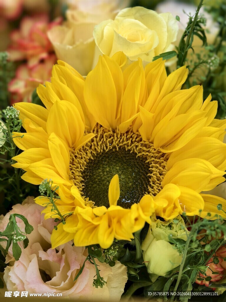 绽放的向日葵花束