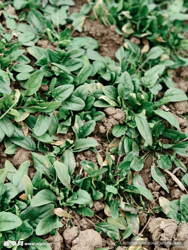 嫩绿菠菜苗茁壮生长