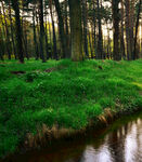 森林中的清澈小溪与绿地