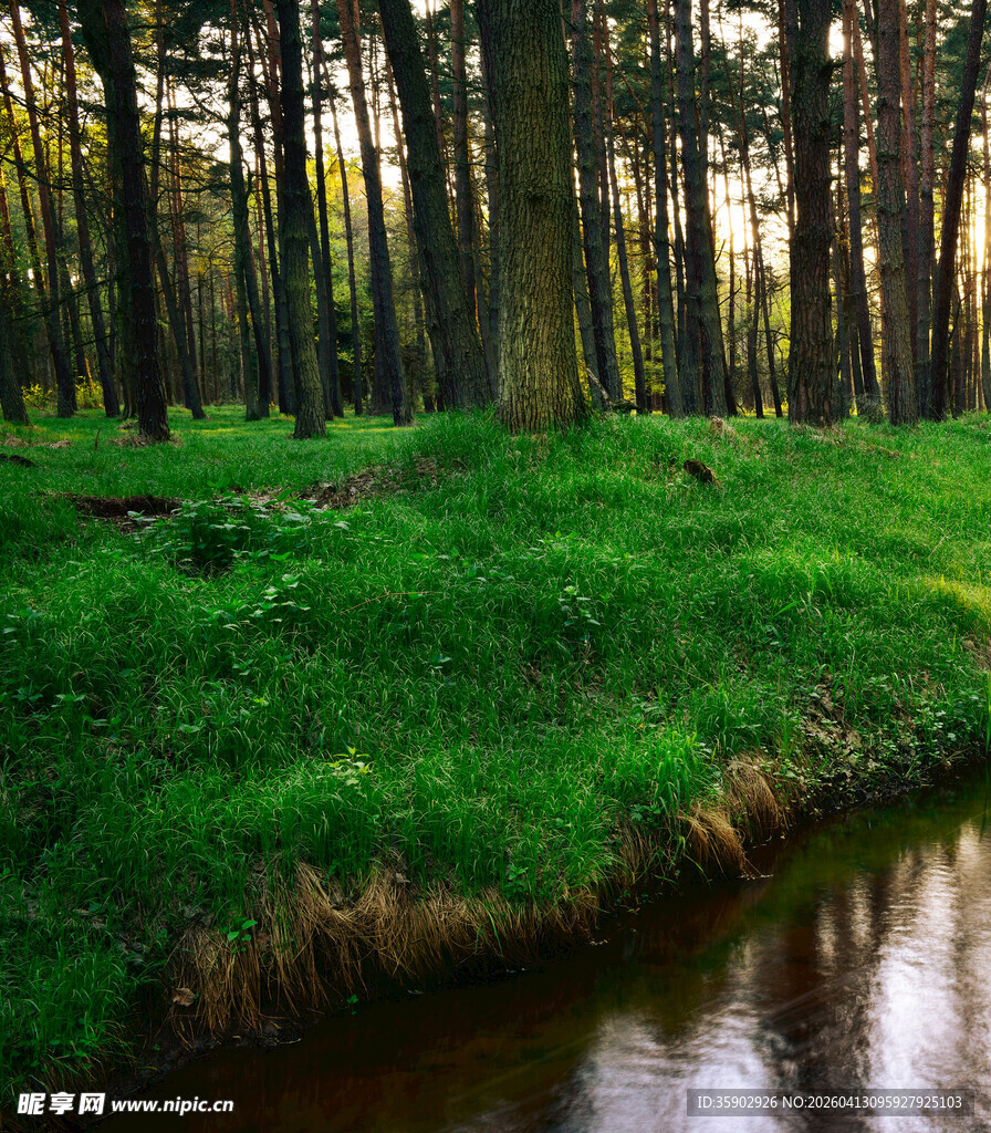森林中的清澈小溪与绿地
