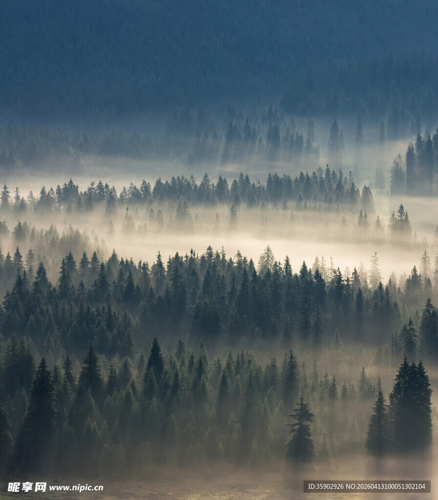 晨雾中的森林美景