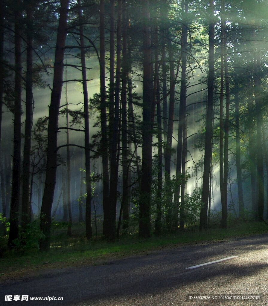 林间晨光洒路静谧美景