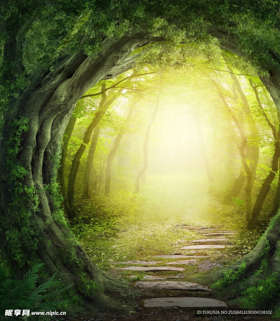 梦幻森林中的神秘小径