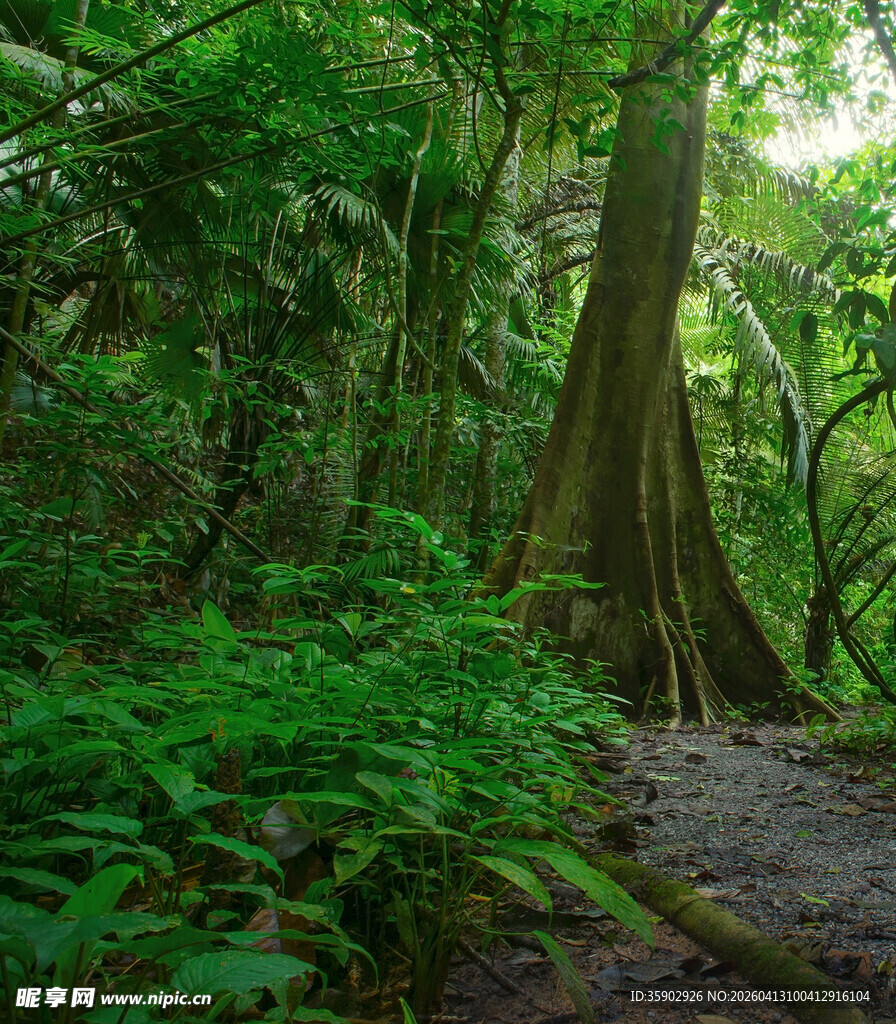 茂密热带雨林中的粗壮树木