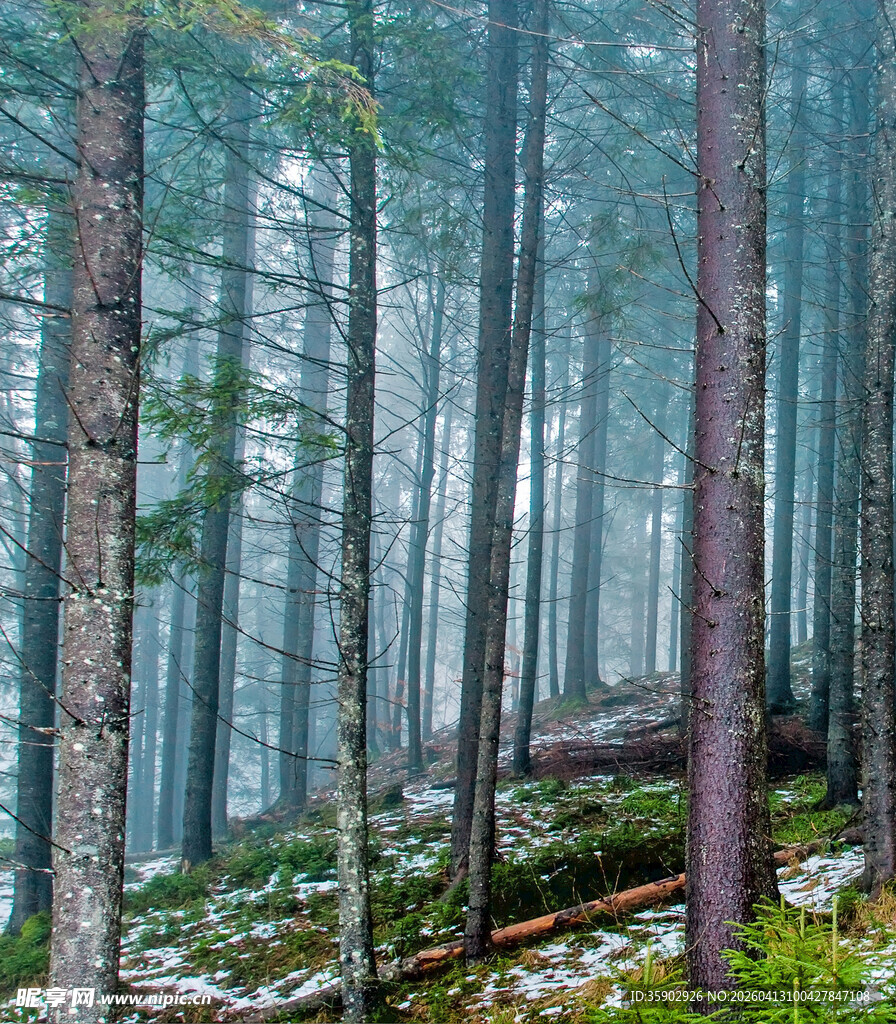 迷雾森林中的静谧自然景象