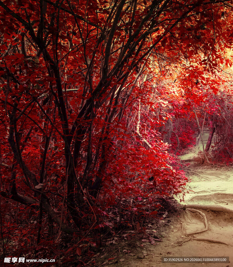 梦幻红叶小径