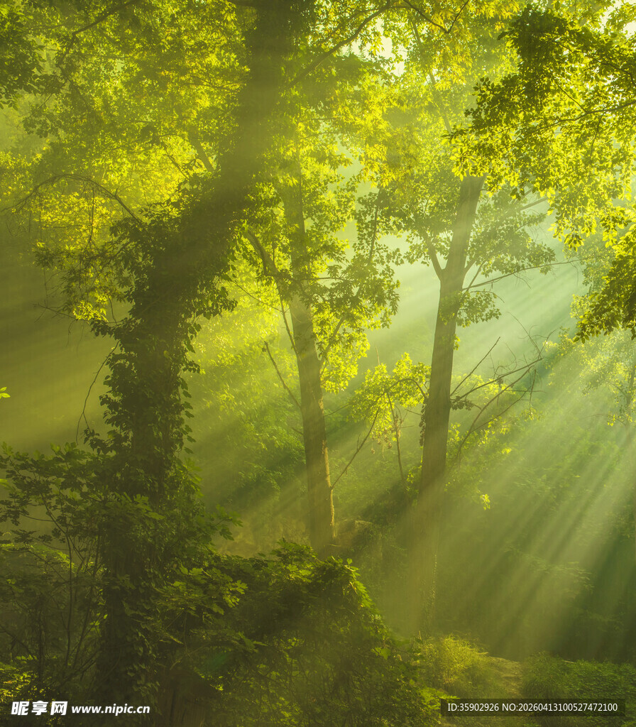 阳光穿透树林的梦幻景象