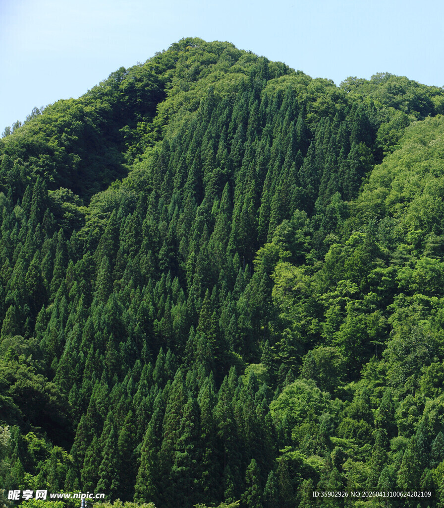翠绿山峦茂密森林景观
