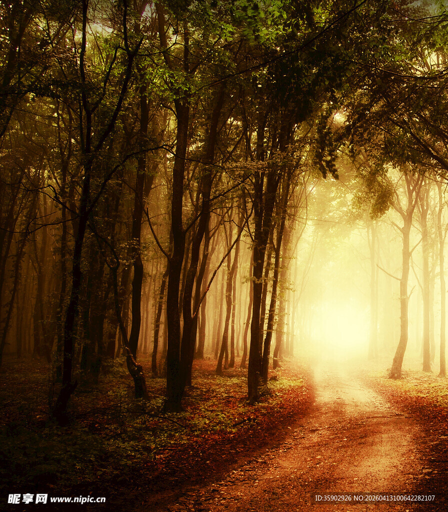 林间晨光中的幽静小路