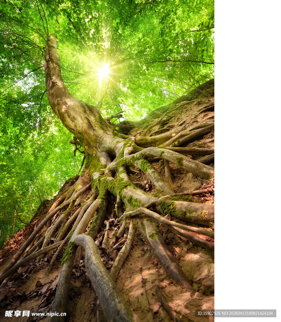 阳光下盘根错节的大树根系