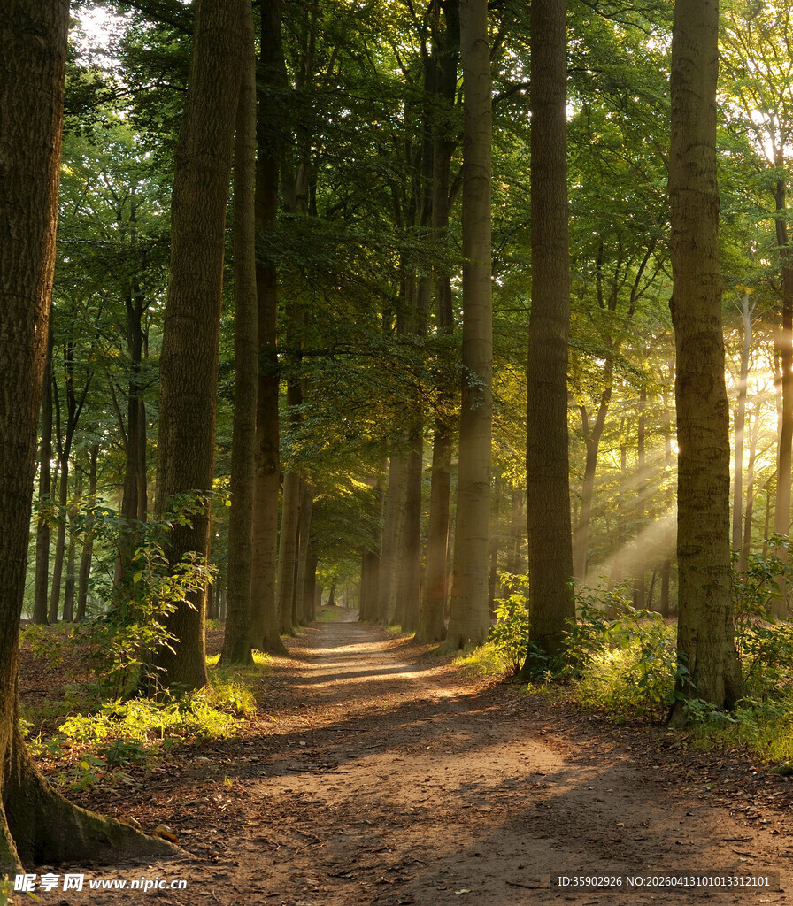 林间晨光小道静谧自然景