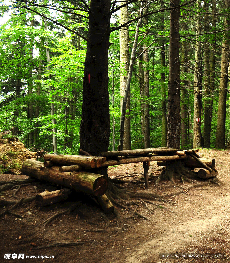 森林中的原木长椅