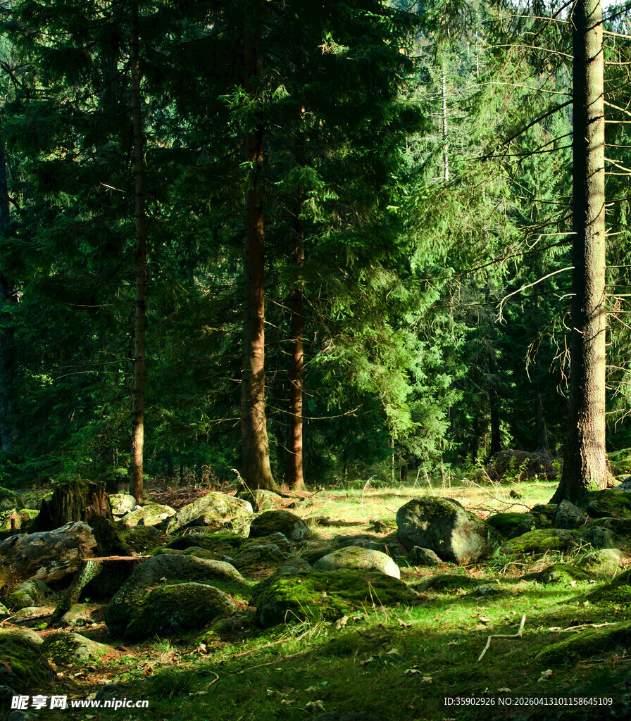 静谧森林中的阳光与树影