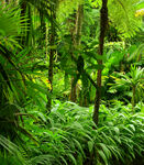 茂密的热带蕨类植物景观