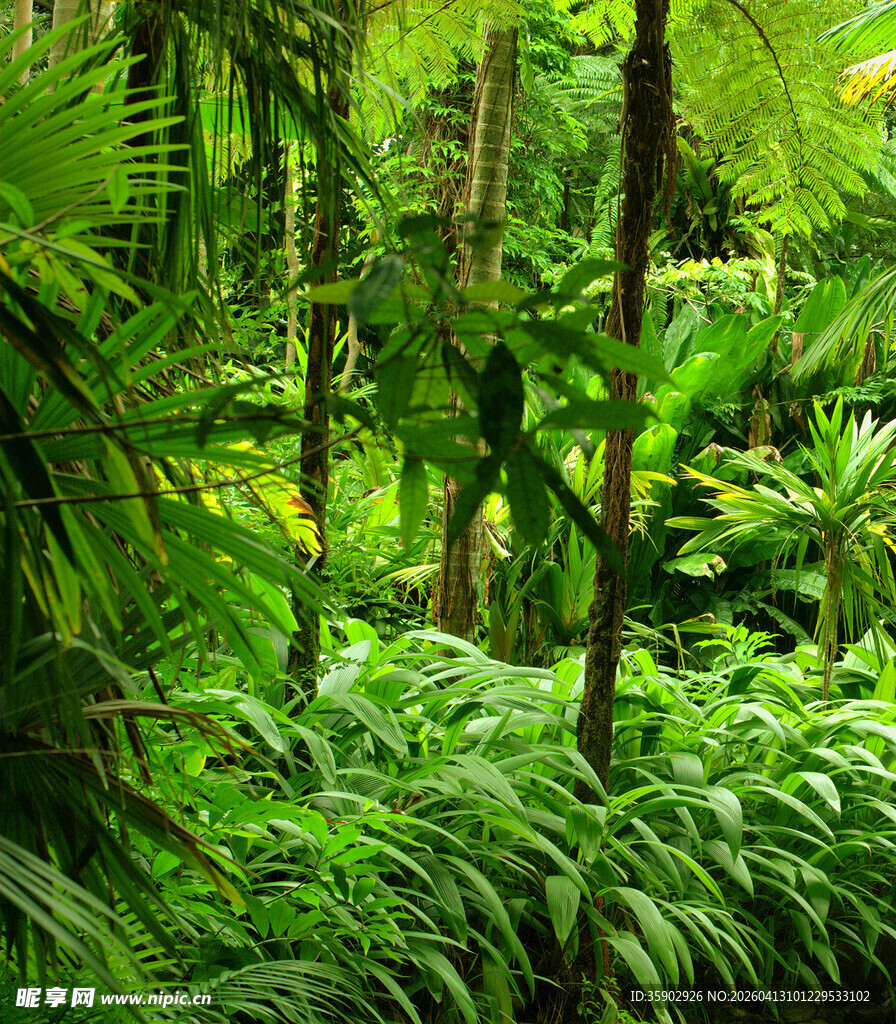 茂密的热带蕨类植物景观