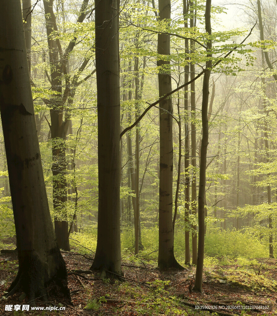 清晨静谧森林景象