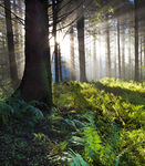 阳光洒落的静谧森林