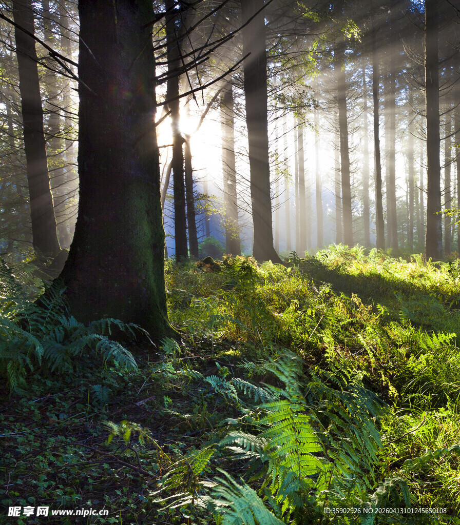 阳光洒落的静谧森林