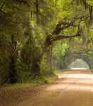 林间幽径绿意盎然的自然景