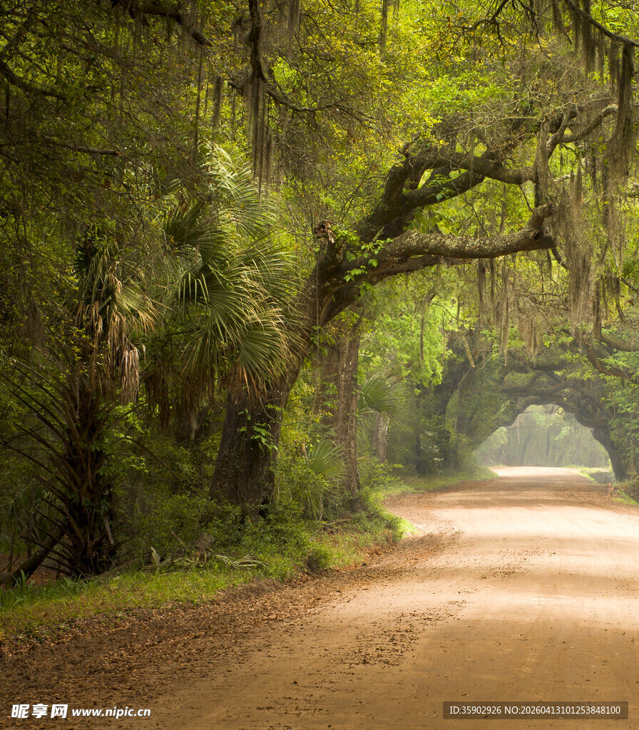 林间幽径绿意盎然的自然景