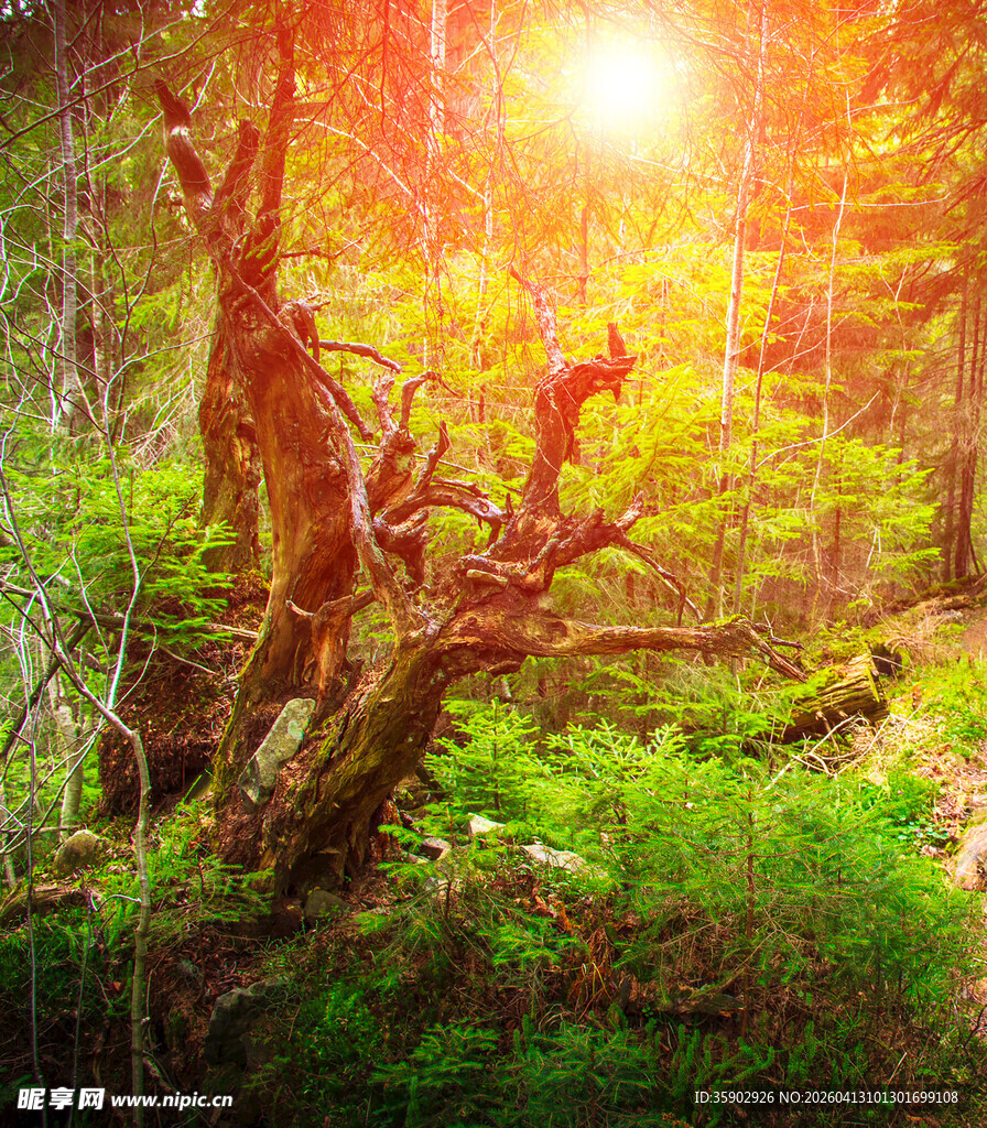 阳光照耀下的森林枯树