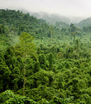茂密葱郁的原始森林景观