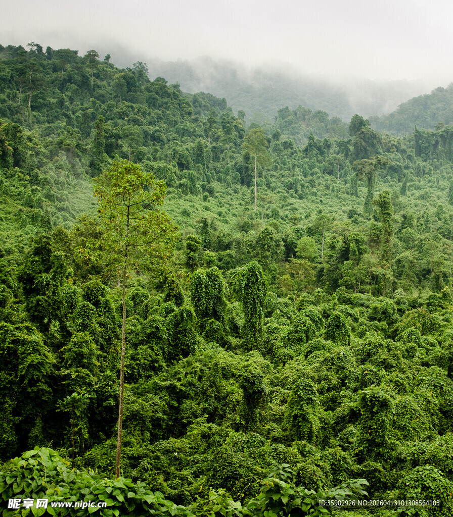 茂密葱郁的原始森林景观