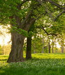 阳光洒落的静谧林间草地