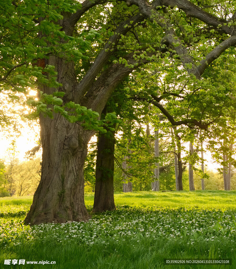 阳光洒落的静谧林间草地