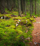 森林中长满青苔的地面小径