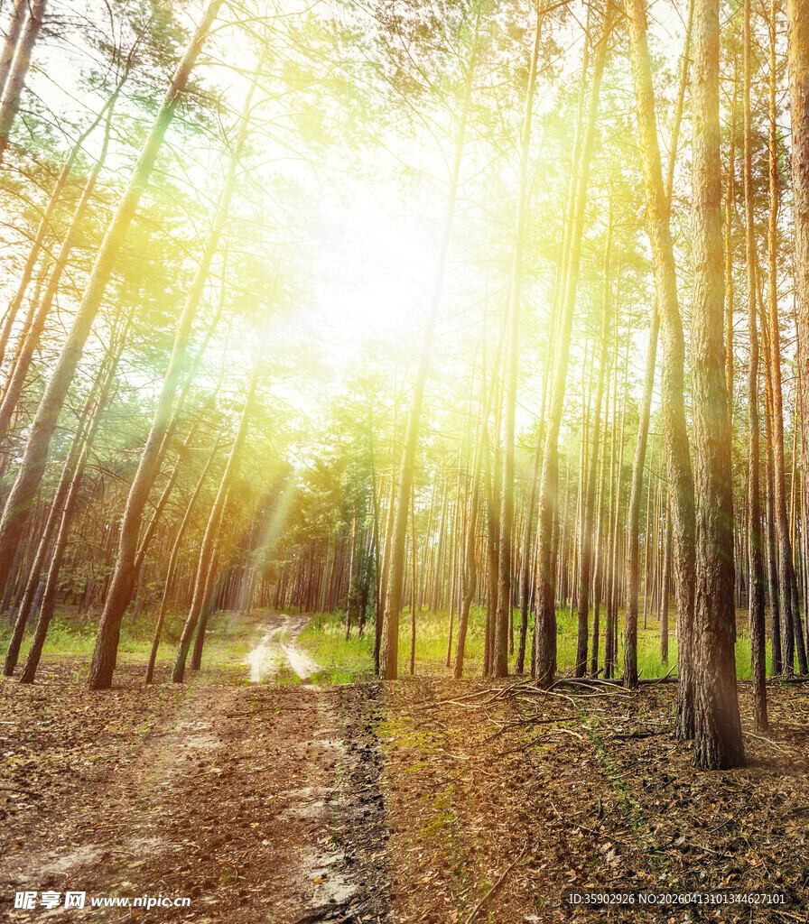 阳光洒落林间的静谧小道