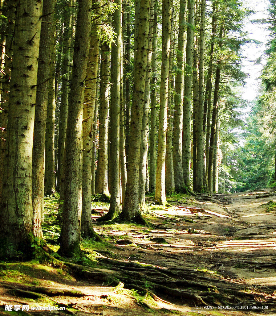 林间幽径静谧森林之景