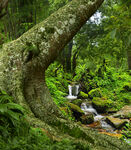 森林中蜿蜒大树下的溪流