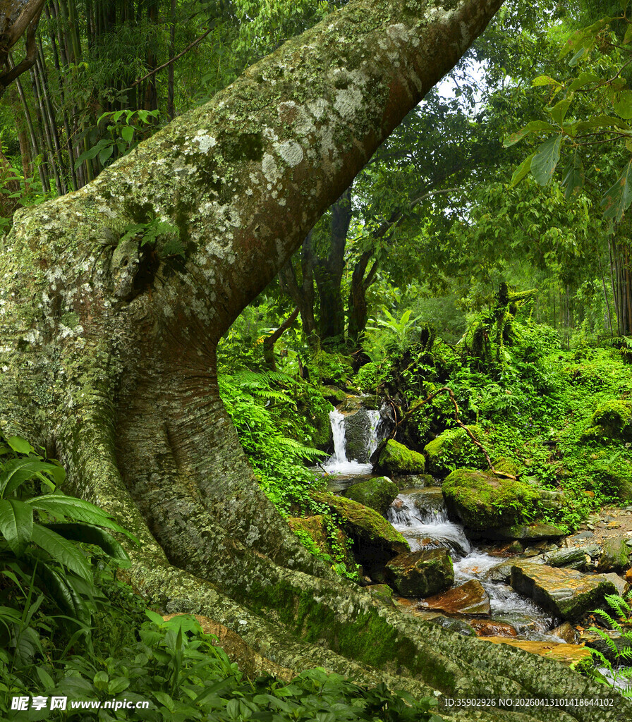森林中蜿蜒大树下的溪流