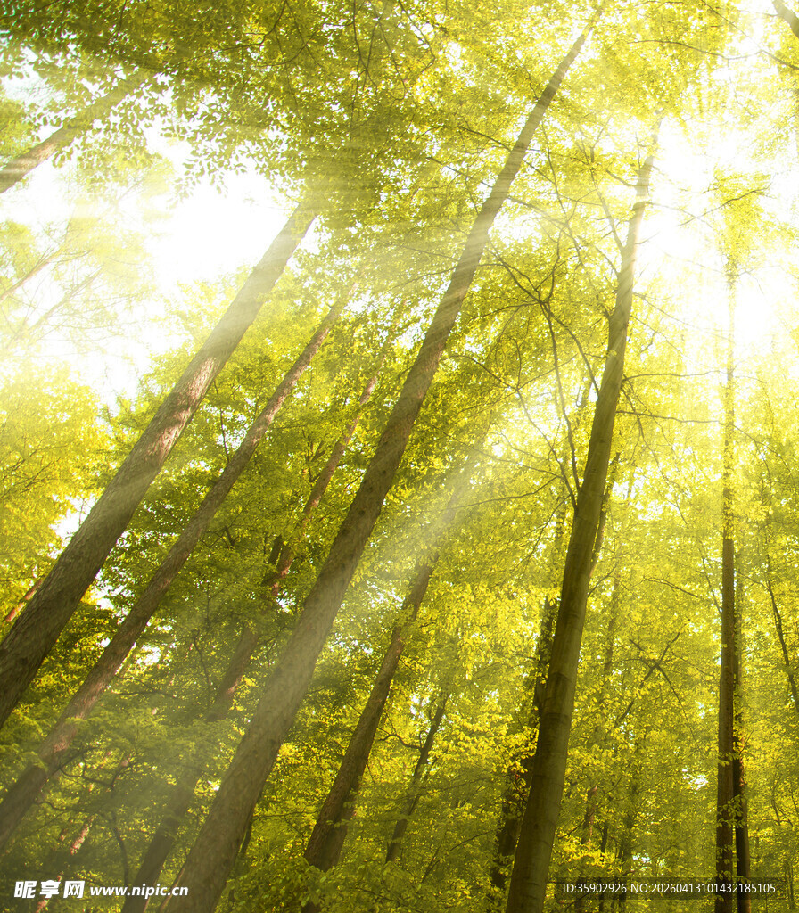 阳光穿透树林的静谧美景