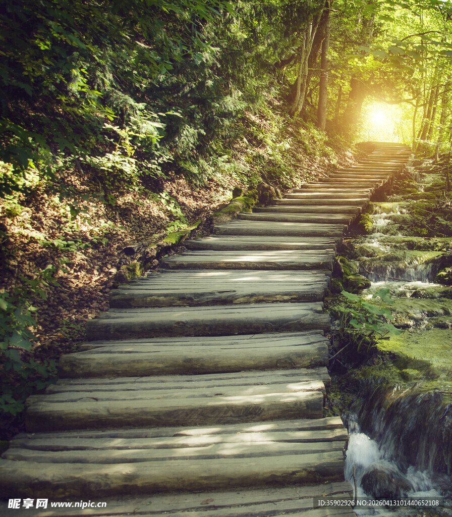 林间木径阳光洒落的静谧