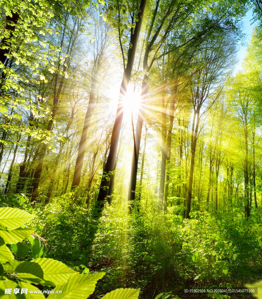 阳光洒落的茂密森林景观