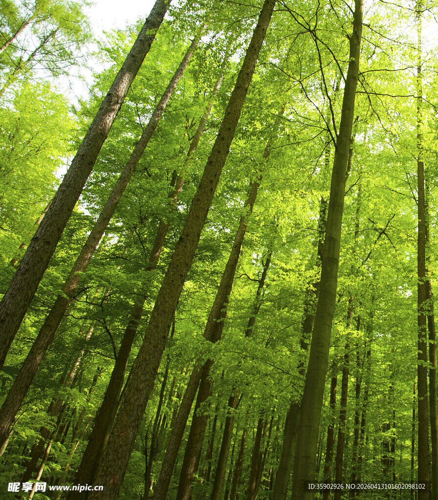 翠绿森林阳光洒落林间