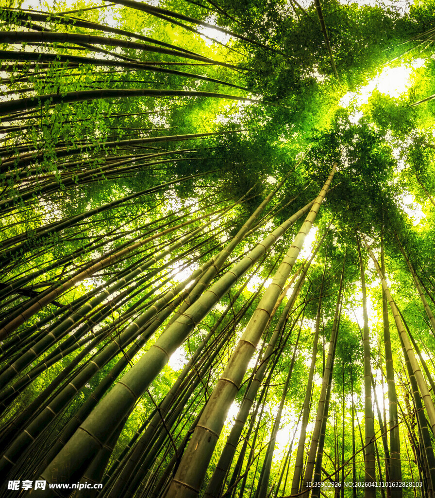 翠绿竹林向上生长景象