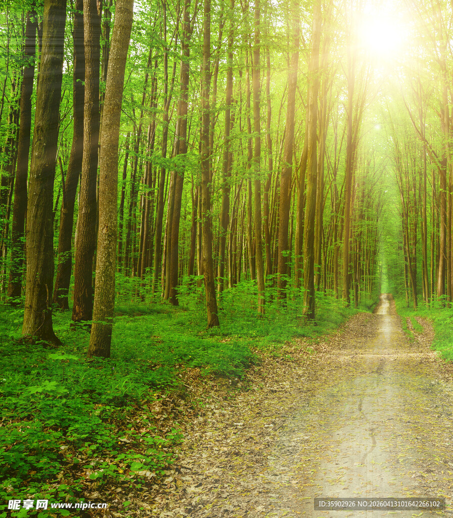 阳光洒落的林间小径
