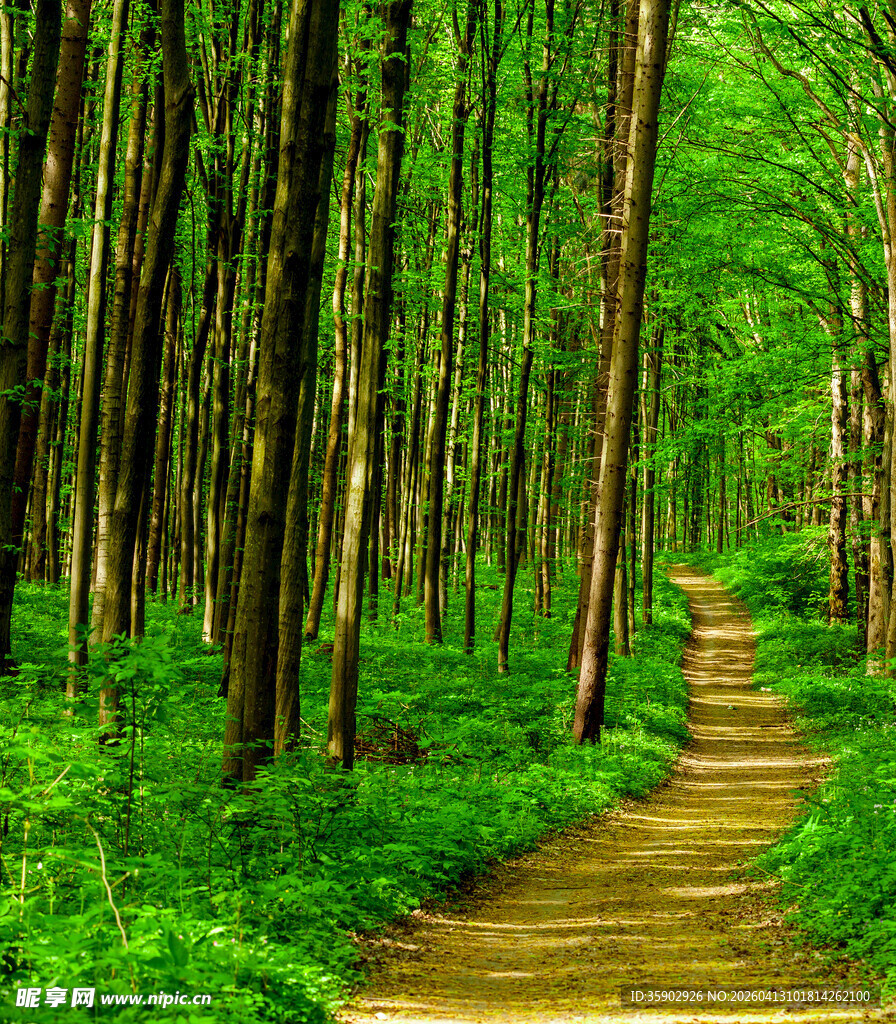 林间小径绿意盎然的漫步道