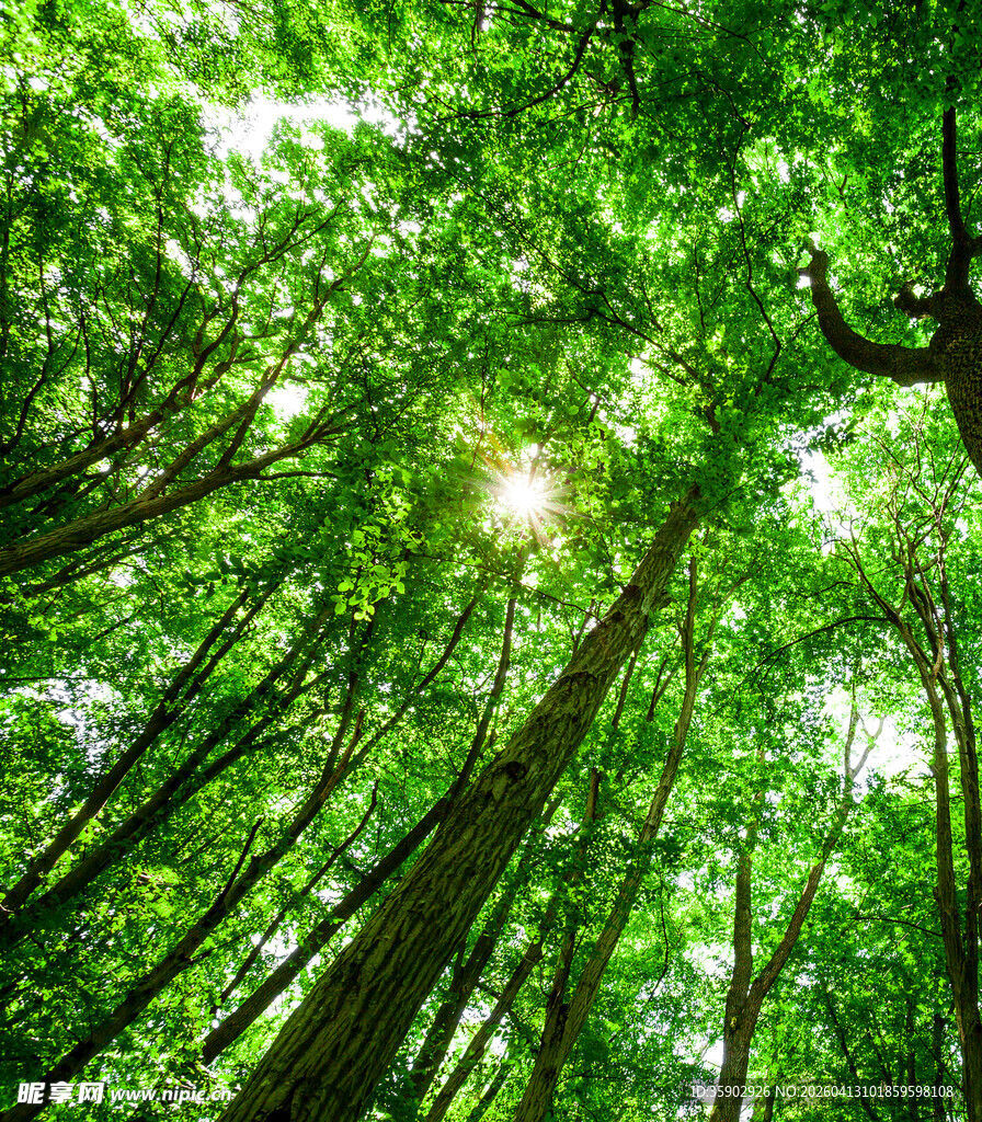 仰望茂密森林中的阳光