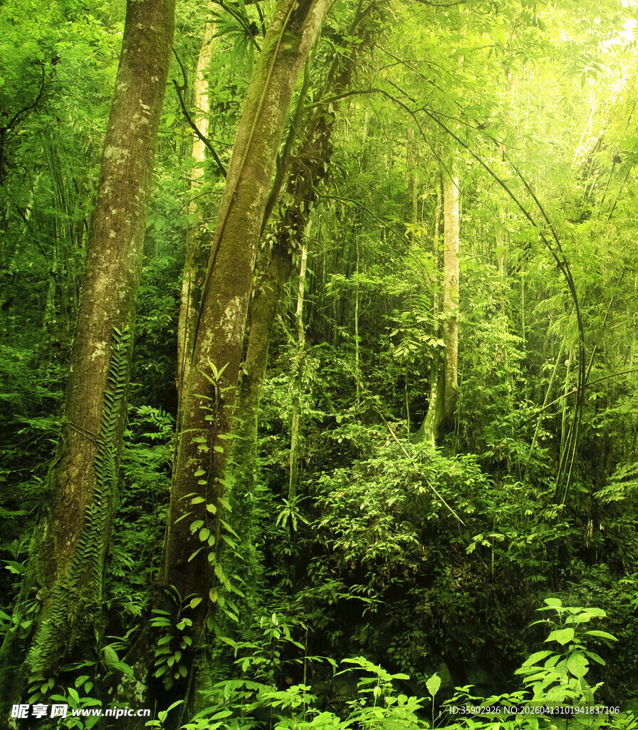 茂密丛林绿意盎然