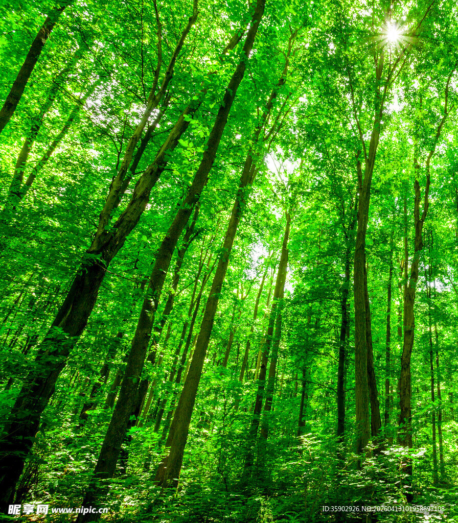 翠绿森林阳光洒落林间