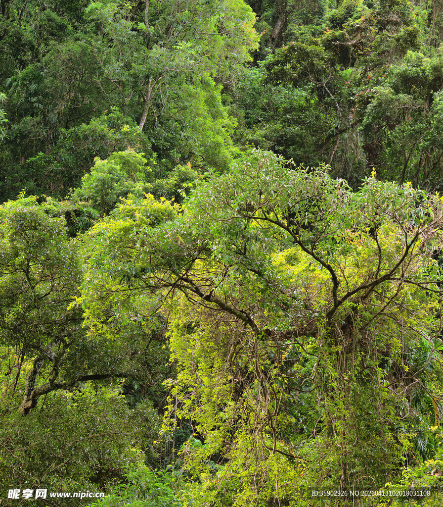 茂密葱郁的森林景观