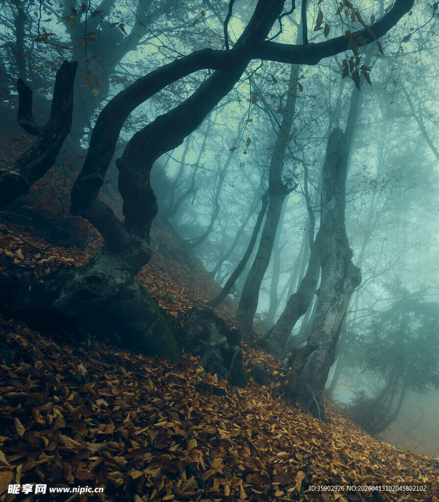 迷雾森林中的秋日奇幻景象