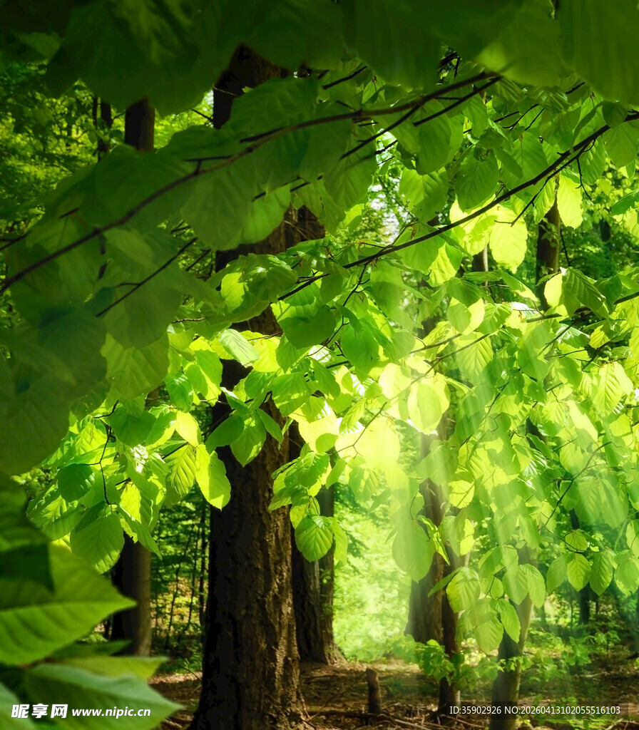 阳光洒落的绿意森林