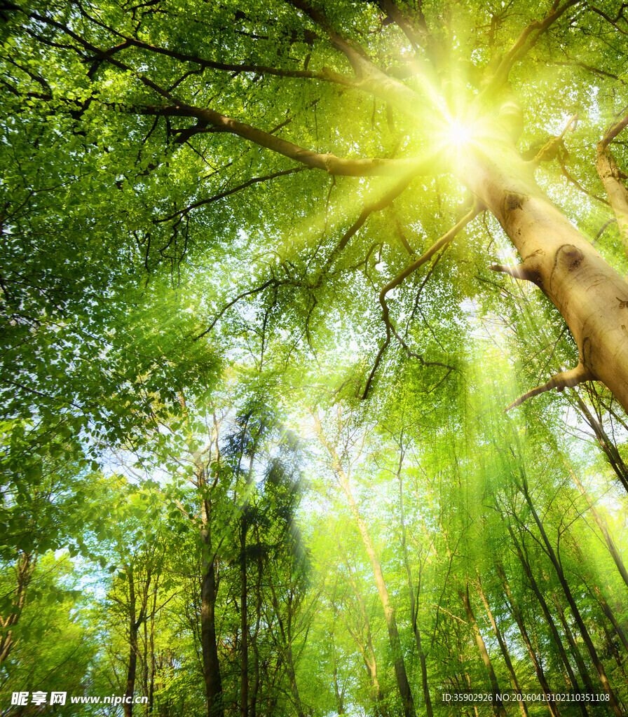 阳光穿透茂密森林美景
